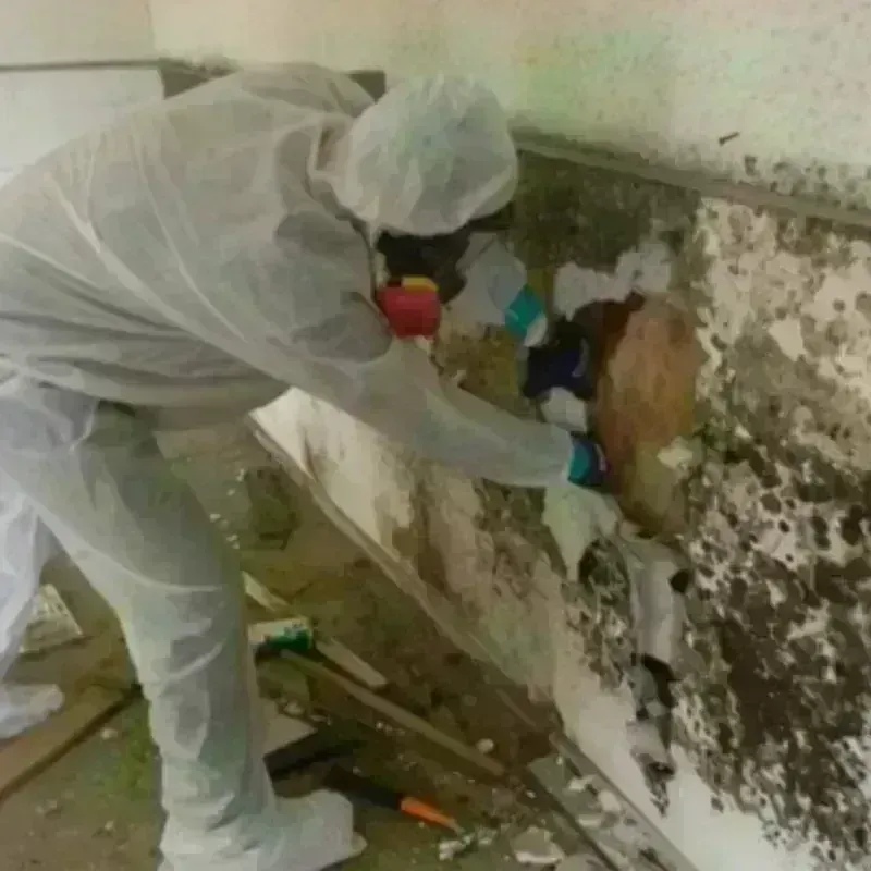 Mold Remediation and Removal in Detroit, MI